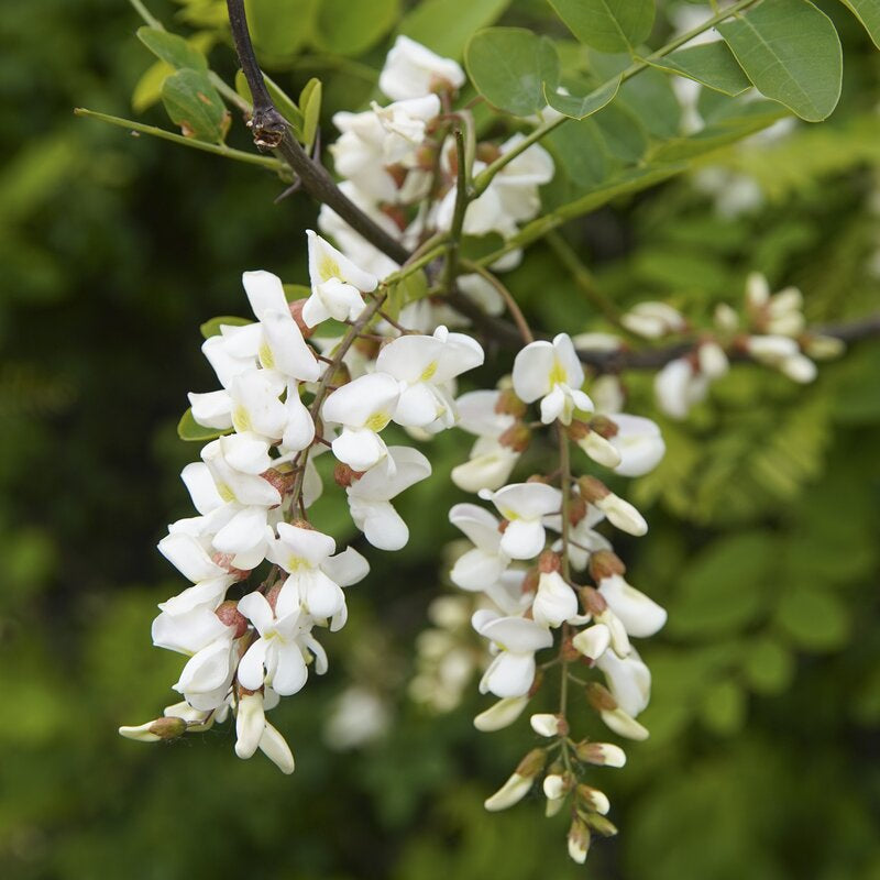 Flowering acacia blossoms.