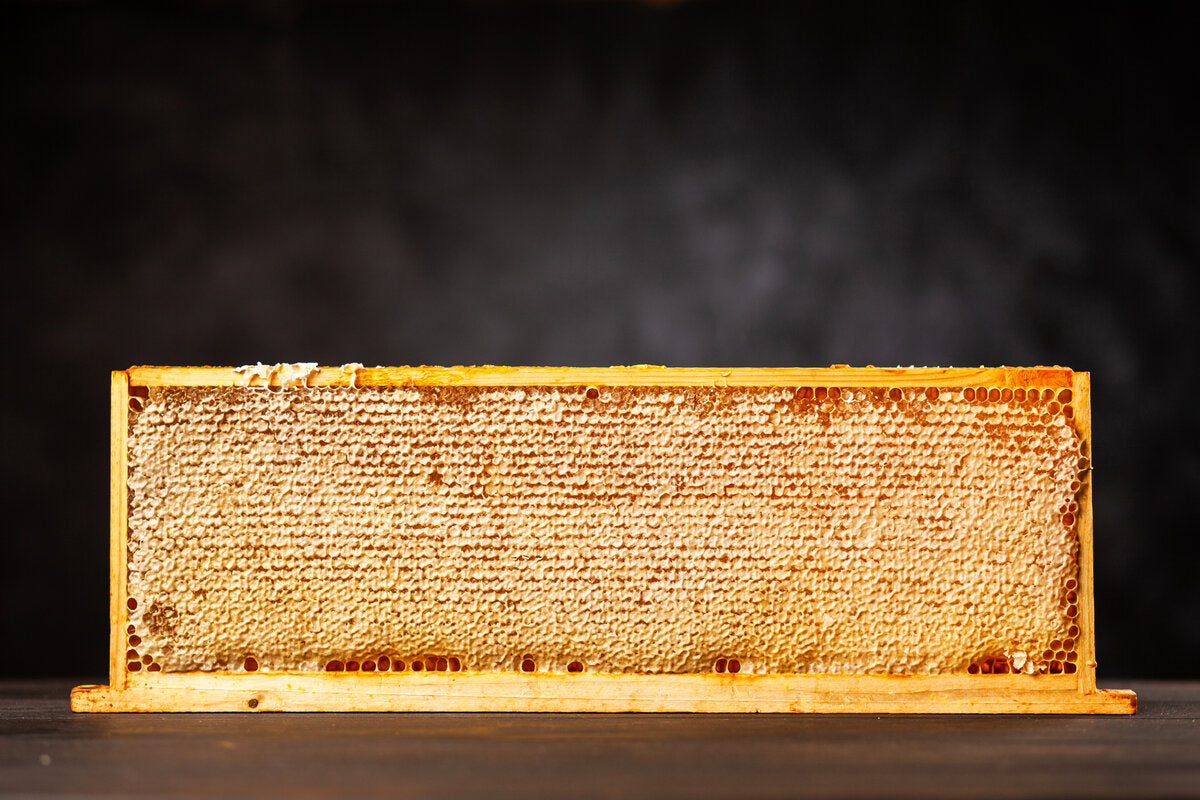A full frame of fresh golden honeycomb straight from the bee hive.