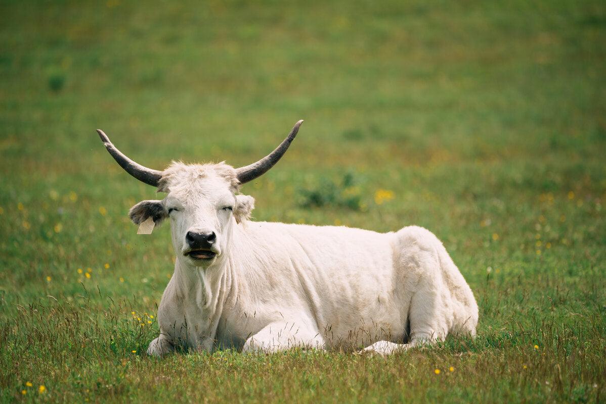 A Hungarian szürkemarha grey cattle cow grazing in a grassy field.