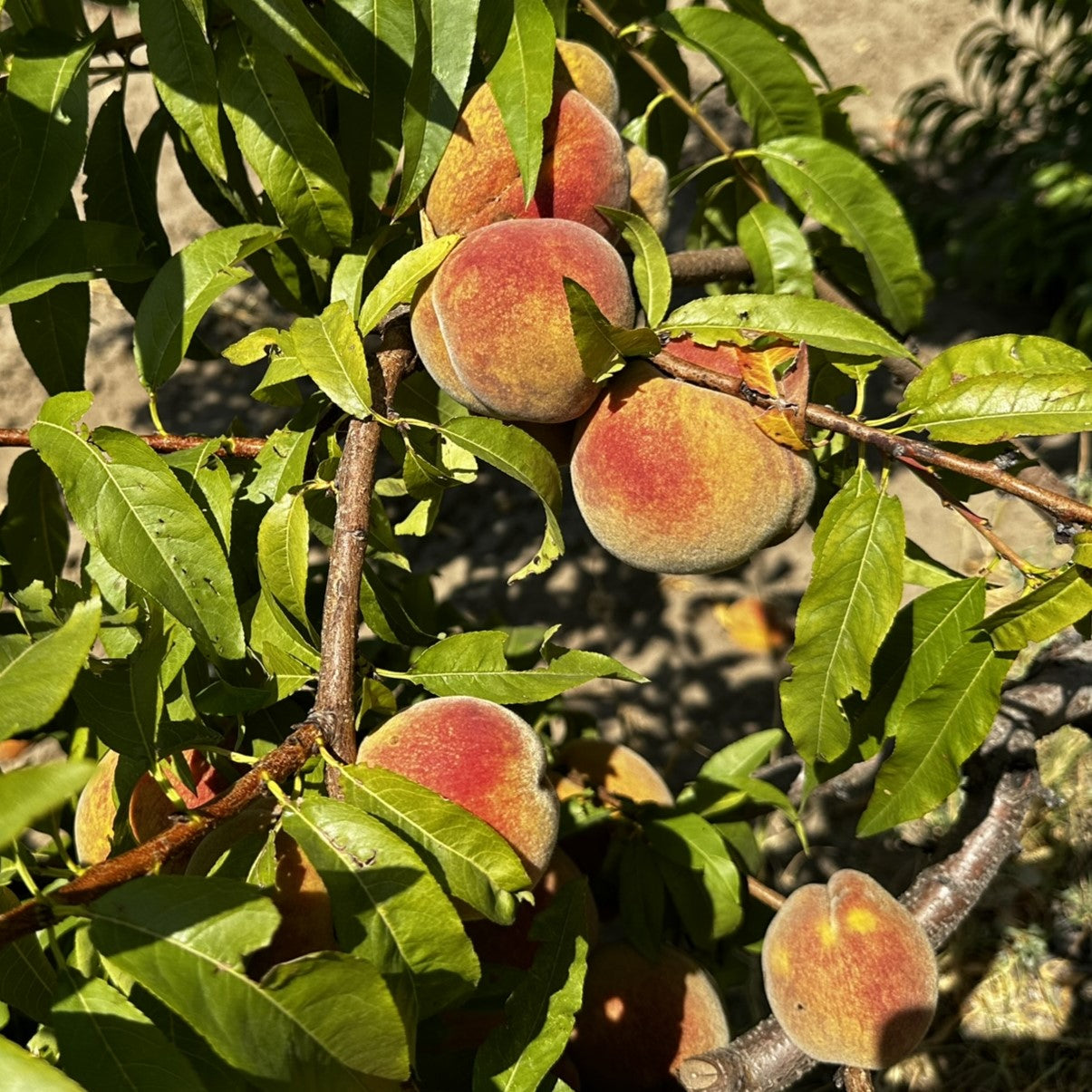 Peach fruit growing on a tree in the sun.