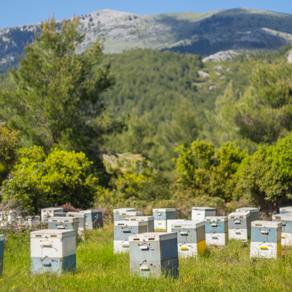 Organic honey harvested from pine trees from an ancient forest.