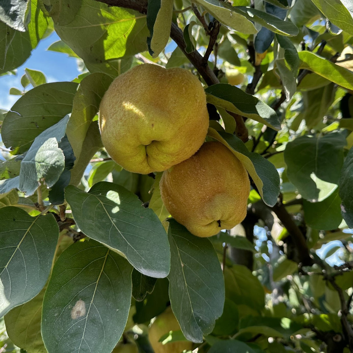 Quince fruit growing on a tree.