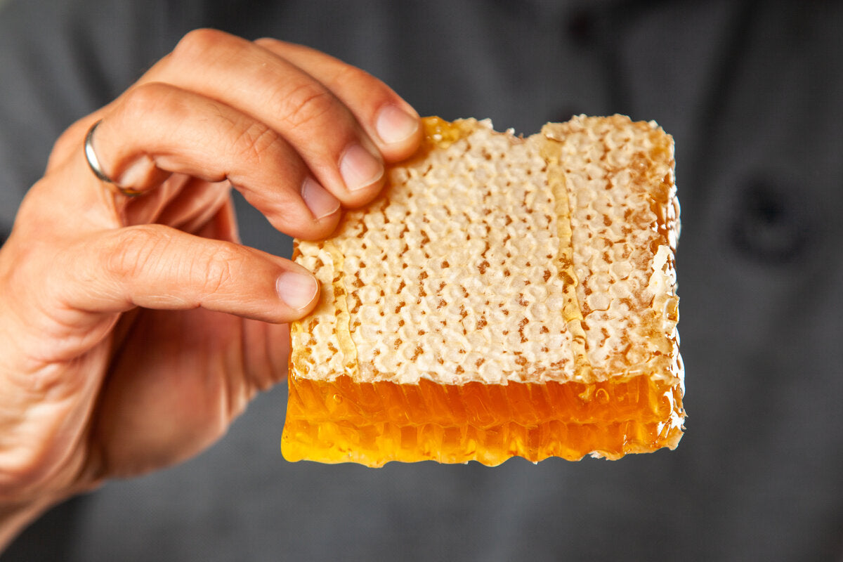 A piece of raw and chewy bee honeycomb from the hive.