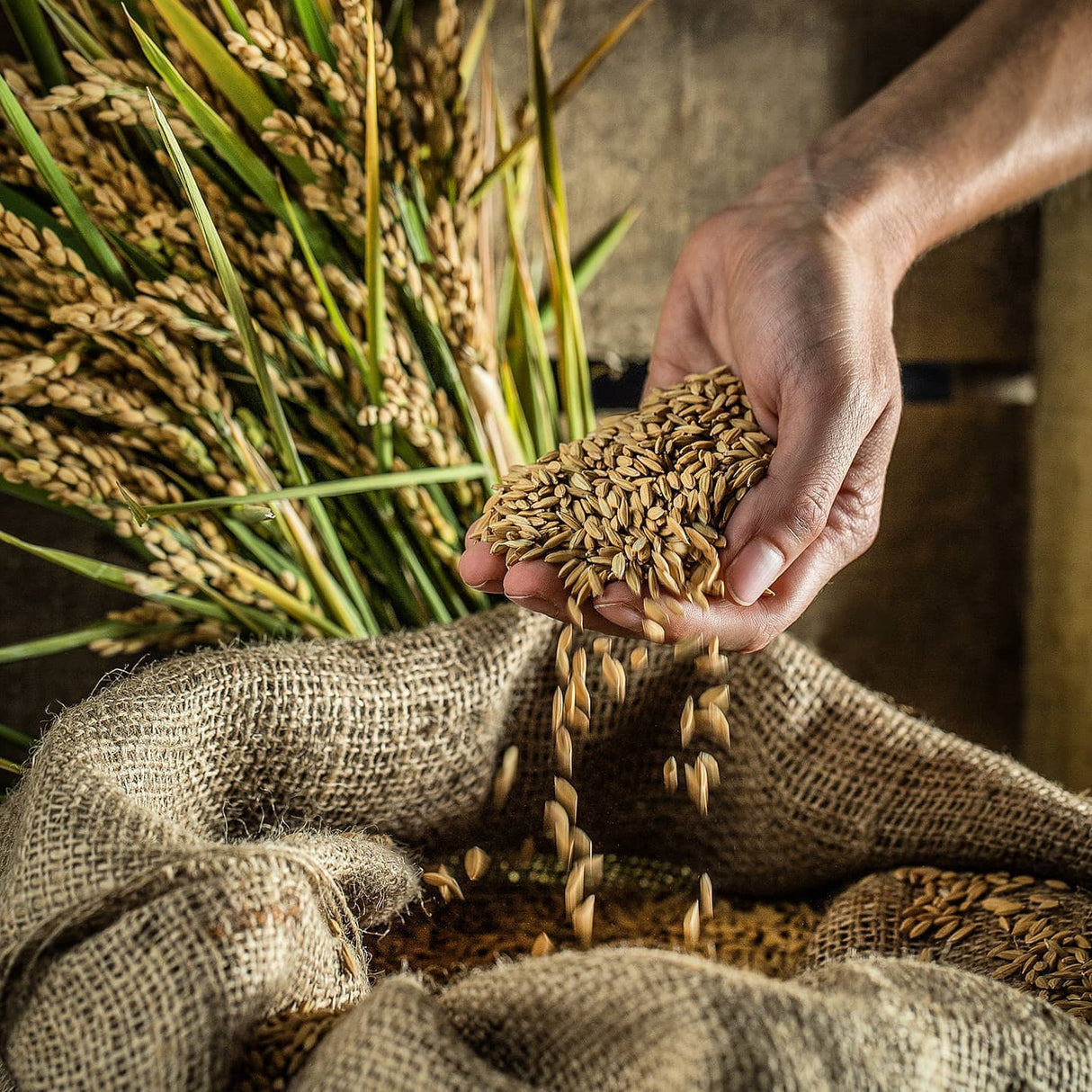 A handful of wholegrain brown rice.