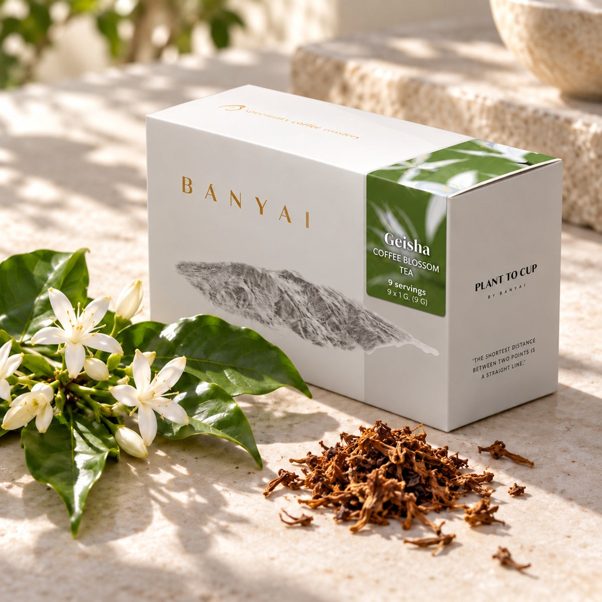 Geisha coffee blossom tea box with fresh coffee flowers and dried blossoms.