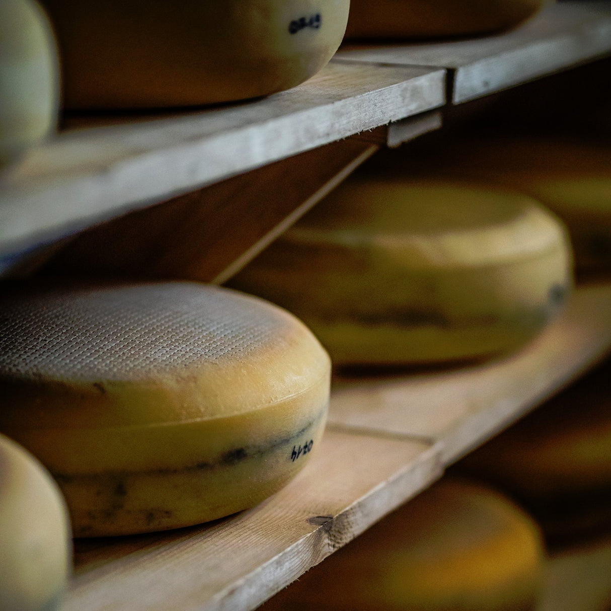 Entire wheels of whole ash cheese.