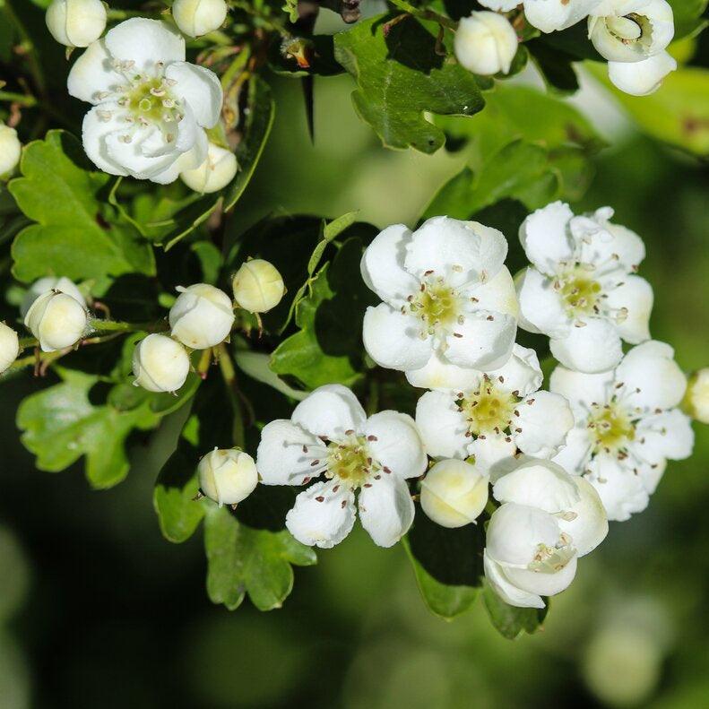 Hawthorn flower blossoms visited by bees to make raw hawthorn honey.