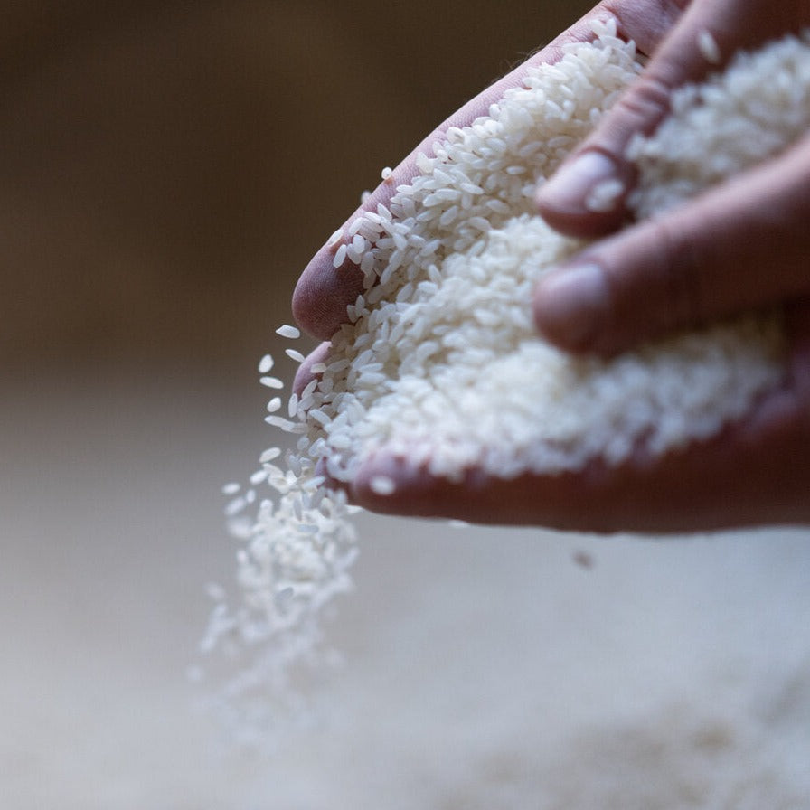 A handful of organic medium-grain European white rice.
