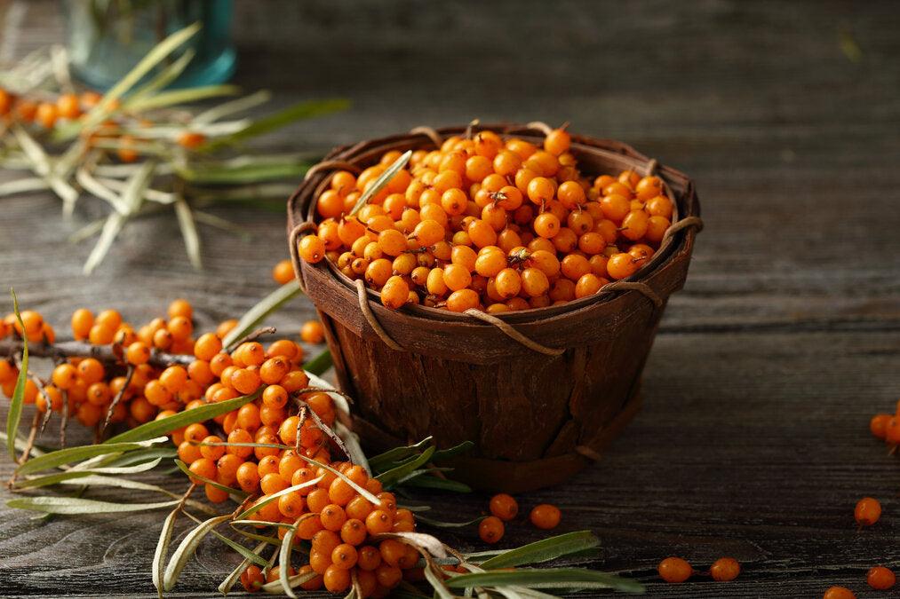 Fresh sea buckthorn berries used to make sea buckthorn juice, powder and oil.