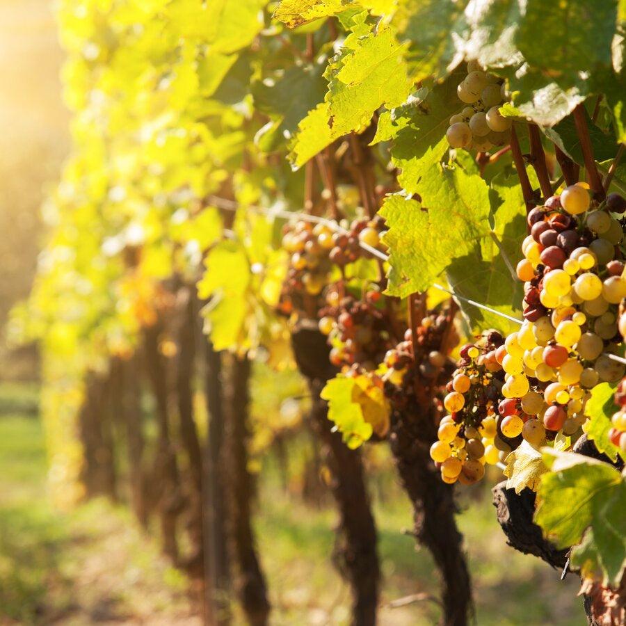 Hungarian grapevines with Tokaji aszu berries.