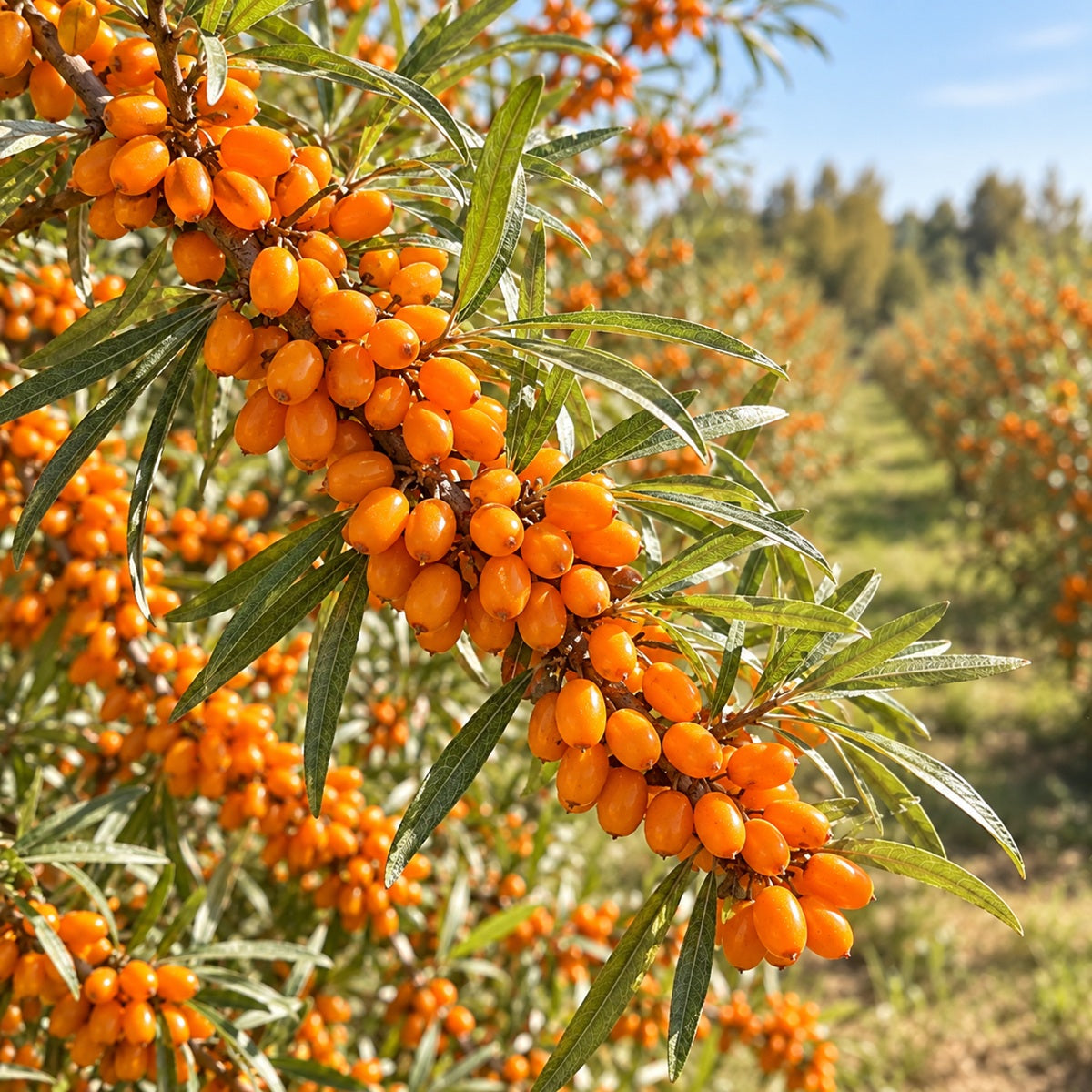 The Askola Berry: Discovering Organic Sea Buckthorn from Hungary