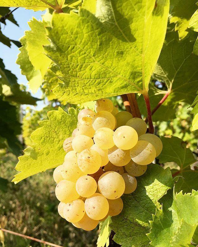 It’s the month of Furmint! | Best of Hungary