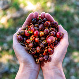 Hands holding a bunch of cascara, which are fresh coffee cherry husks.