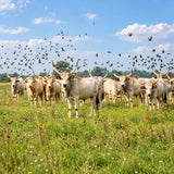 Hungarian Grey Cattle grazing freely on natural grassland at Szomor Farm on the Hungarian Great Plain.