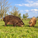 Free-range Mangalitsa pigs grazing on natural grassland at Szomor Farm on the Hungarian Great Plain.