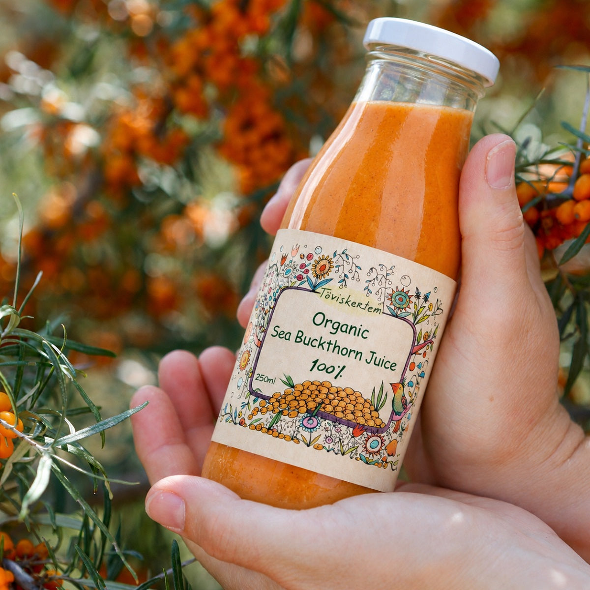 Hand holding a bottle of organic sea buckthorn juice from pulped sea buckthorn berries.