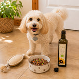 Happy Cavachon dog standing by his food bowl, with a bottle of organic sunflower seed oil open next to it.