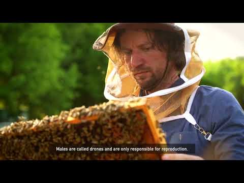 A video about  how real honey is made and what makes pure honey different and good for you.