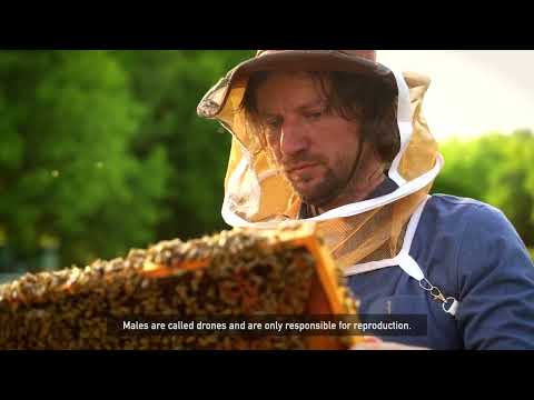 Video about how pure raw honey is collected fresh from the beehive.