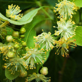 Lime Blossom Honey 500g - Best of Hungary
