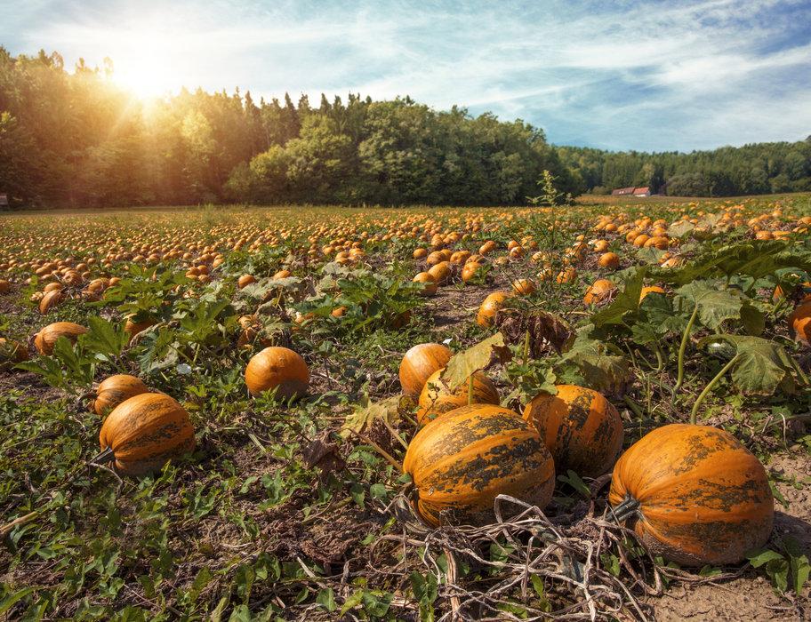 Pumpkin Seed Butter 200g - Best of Hungary
