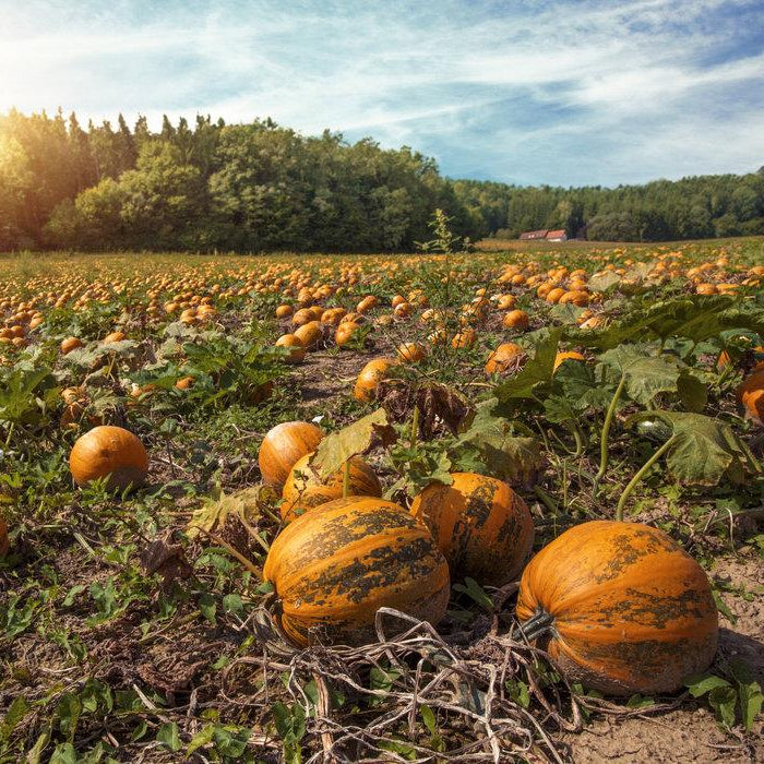 Pumpkin Seed Oil 250ml - Best of Hungary