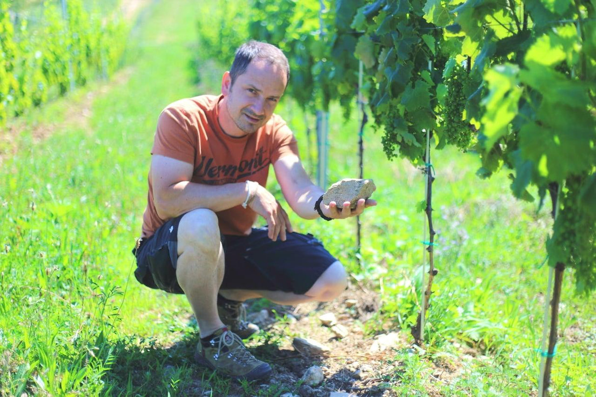 STEIGLER Soproni Kékfrankos 2019 - Best of Hungary